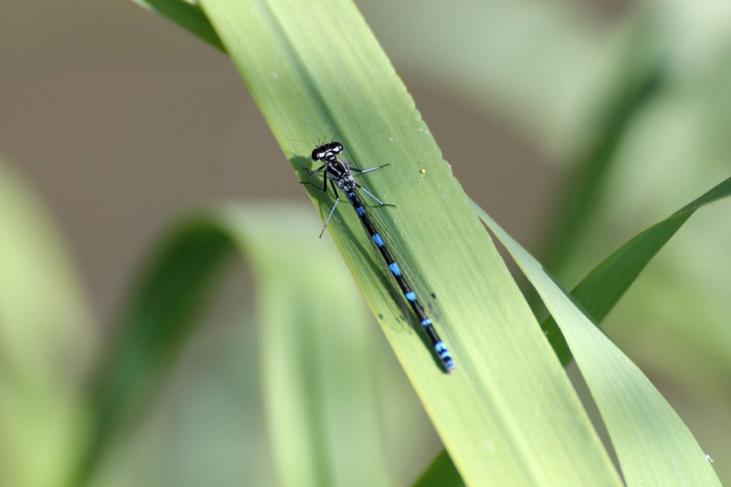 Tutte Coenagrion puella?  No, Coenagrion pulchellum